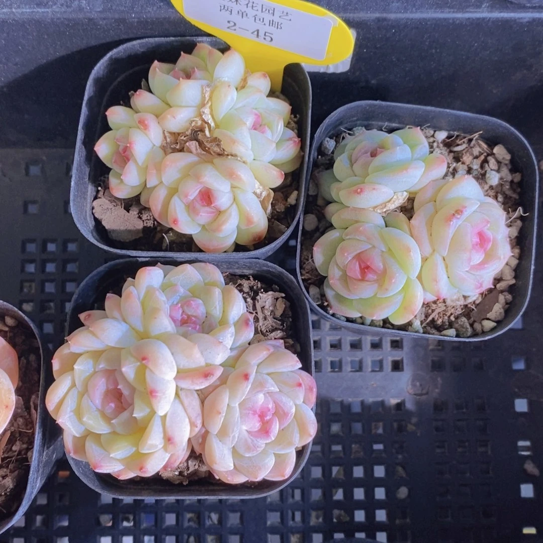 2-45-精品白桃汽水群一个