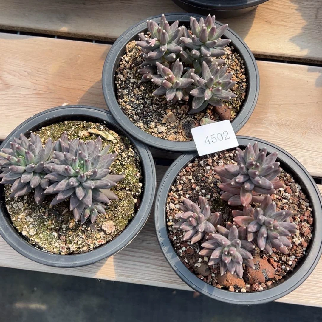 4502多肉多多的多多多