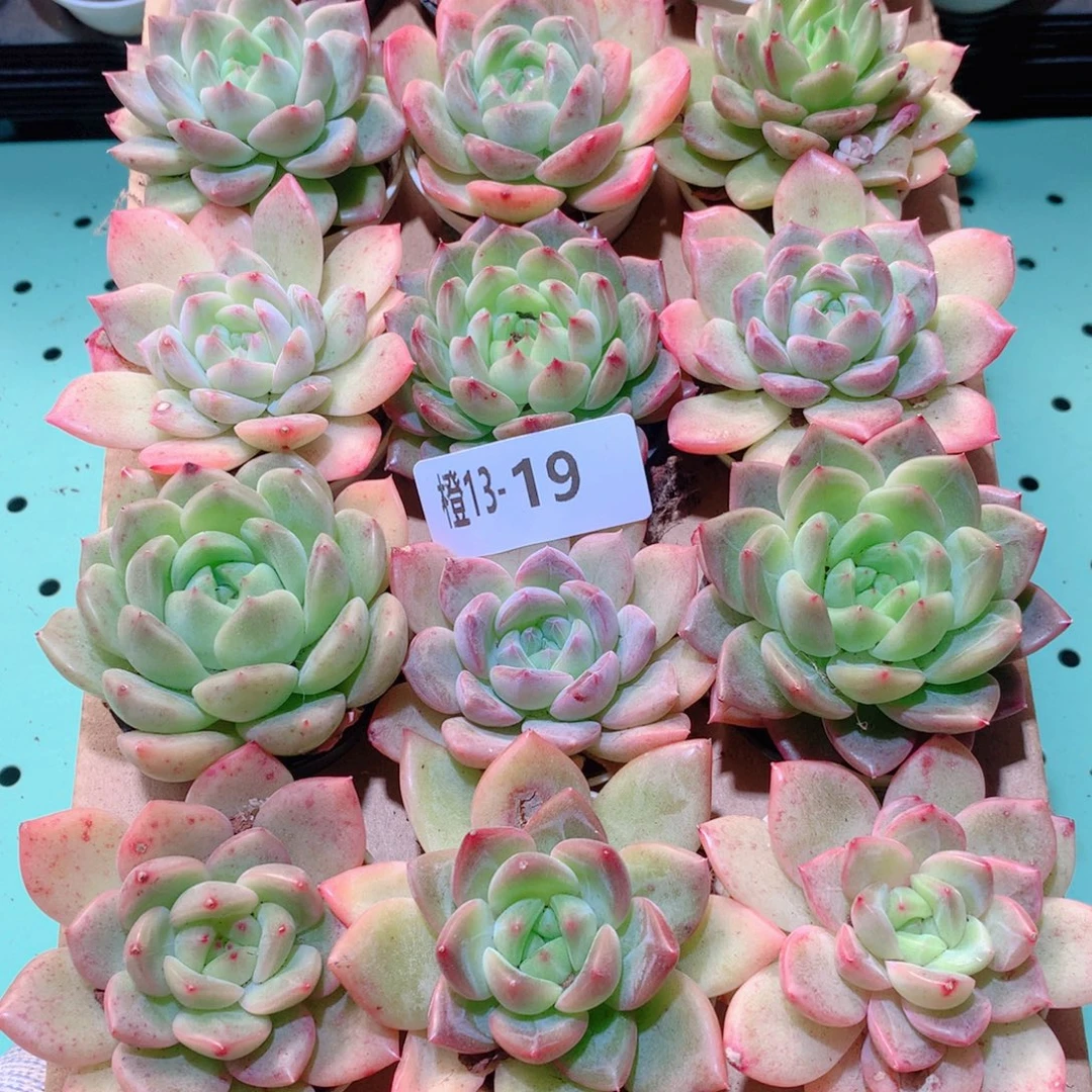 13-19一物一拍多肉带盆18颗
