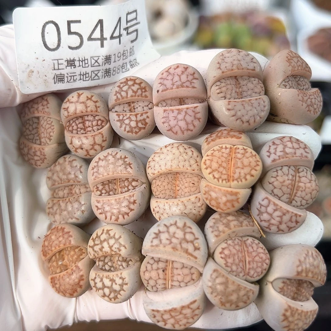 好养易活生石花大母本0544共16颗