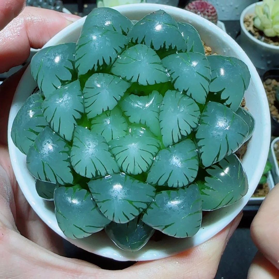 大母本冰灯多肉