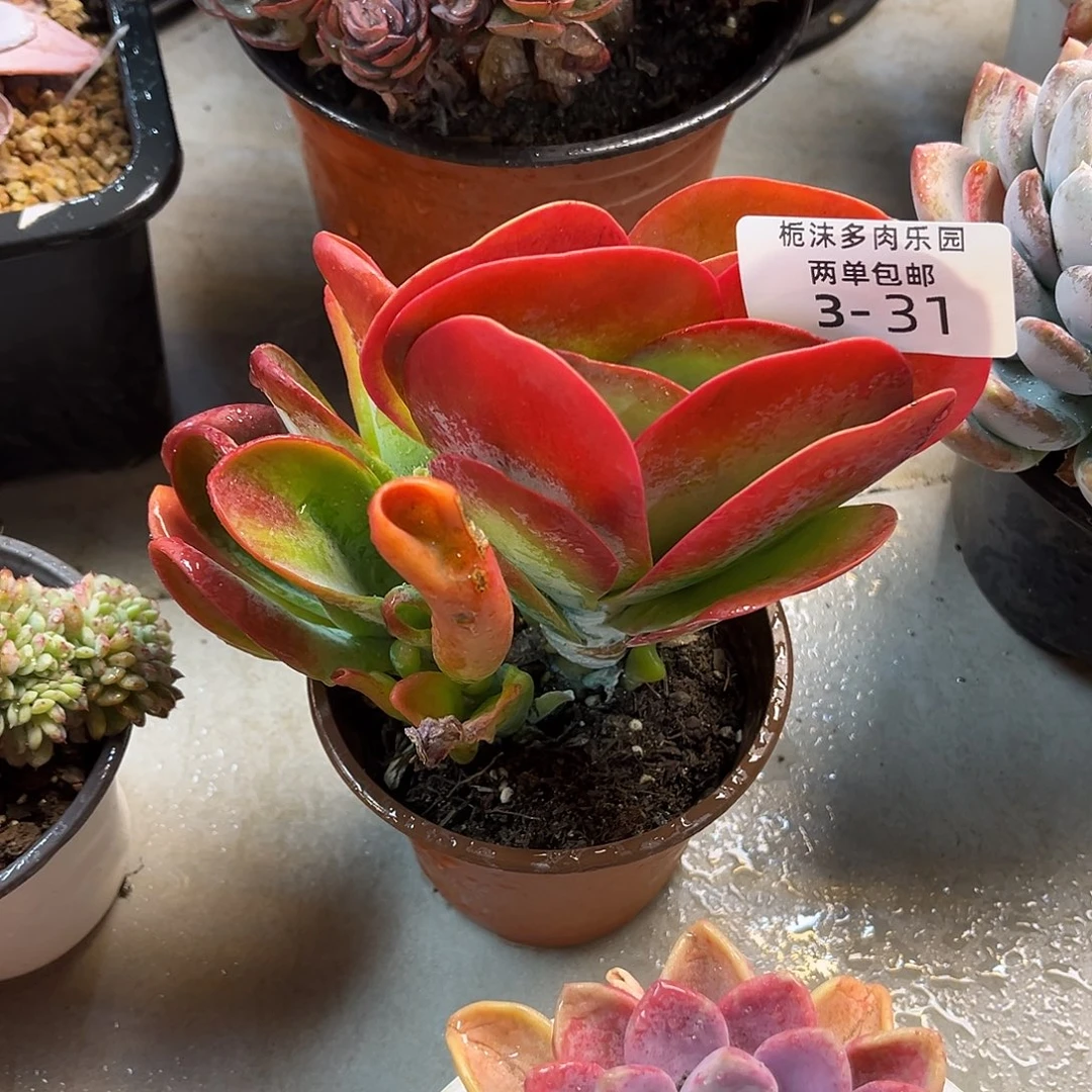 ****～3-31唐映多肉植物