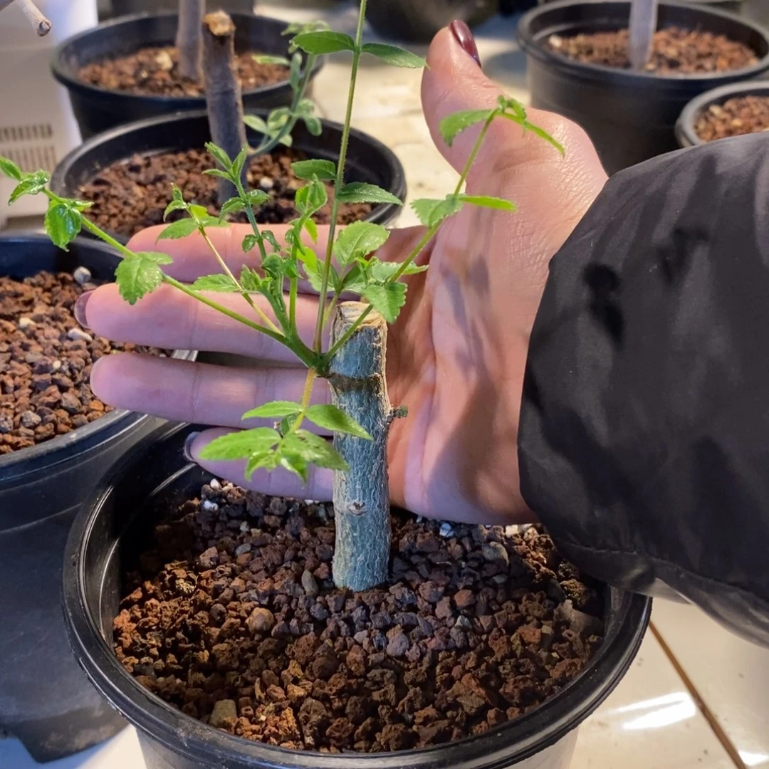 朗迪森拉特没药带盆发货