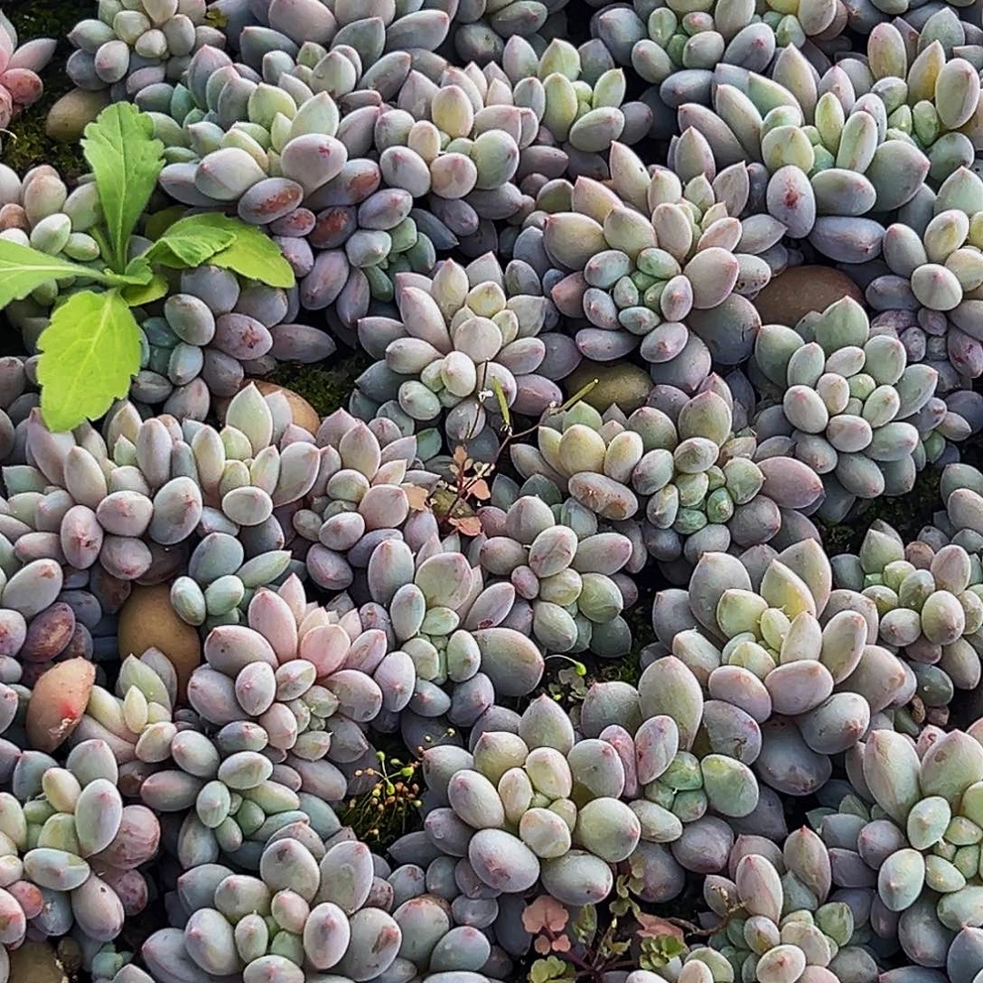 10颗美人系列多肉植物