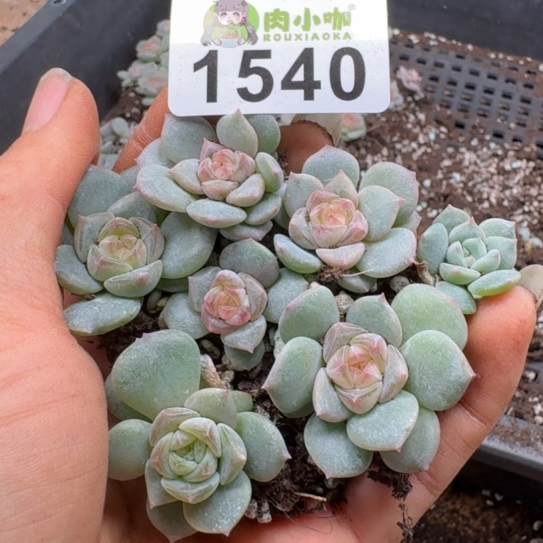 多肉植物多肉植物