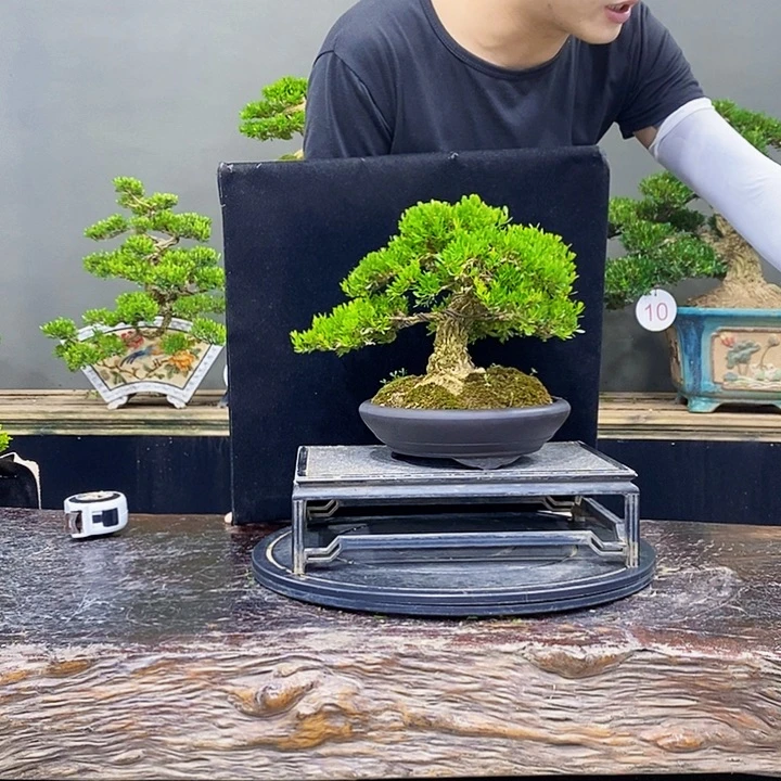 无花朵黄杨盆景四季常青