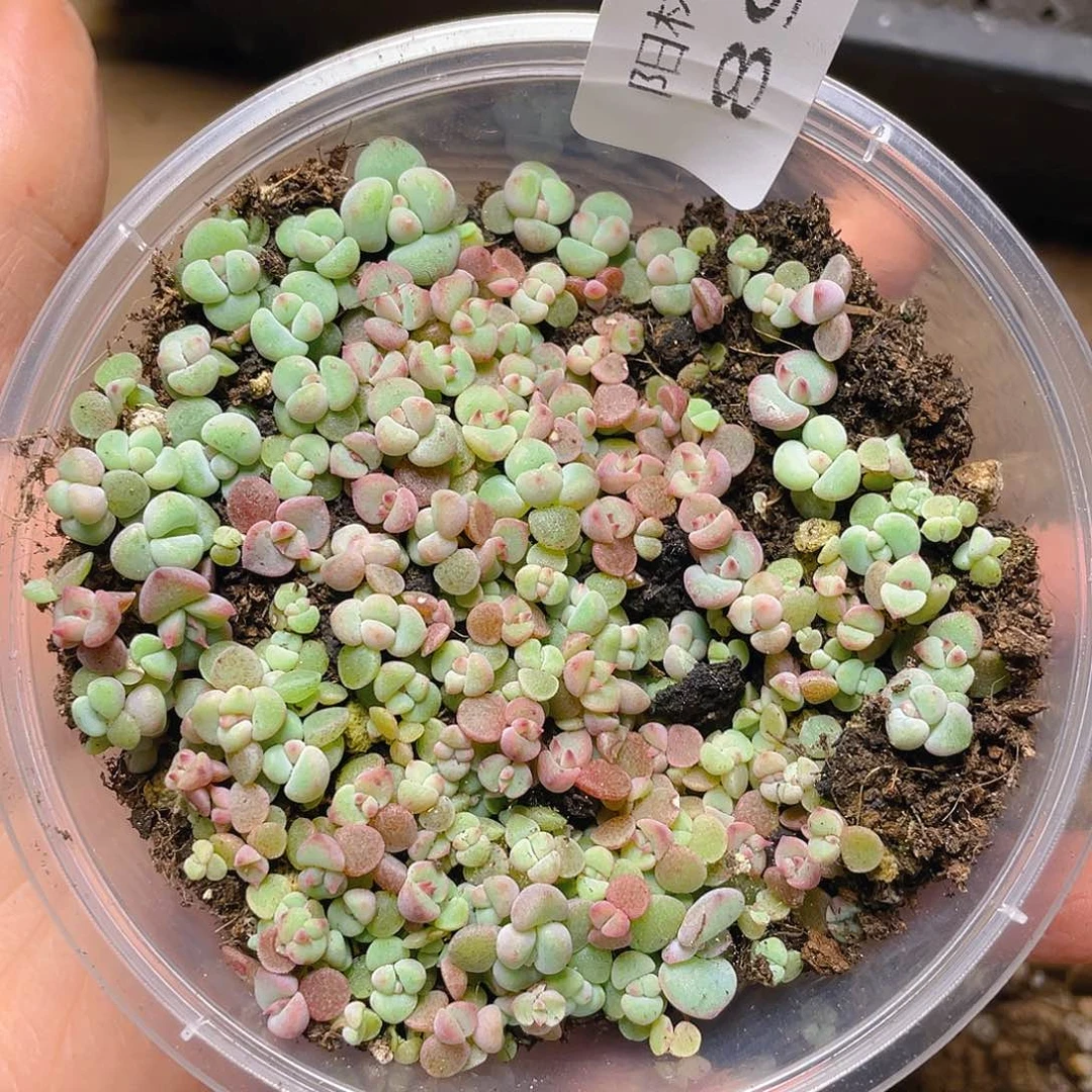 多肉植物多肉植物895