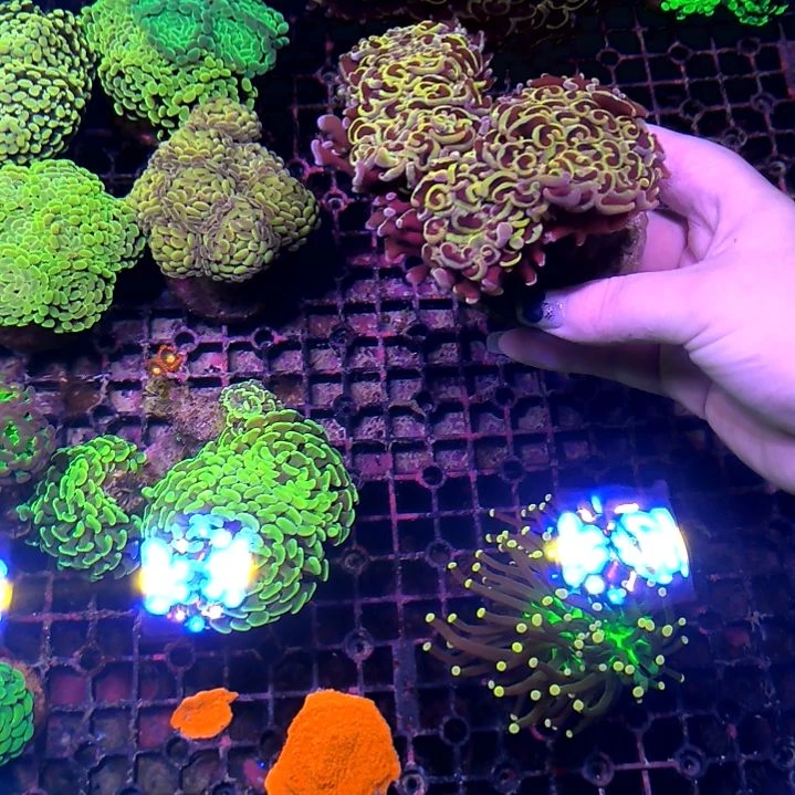 纽扣珊瑚玫瑰金猪腰