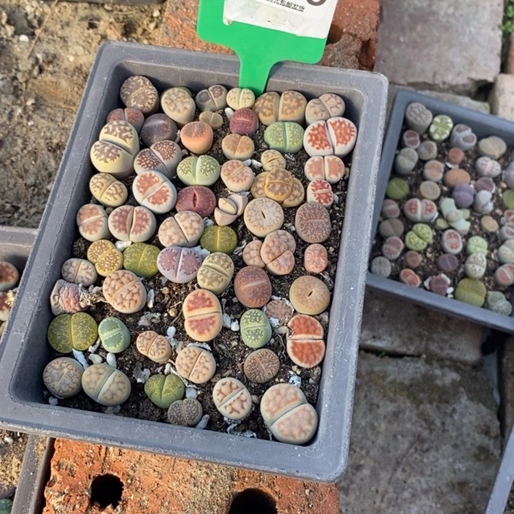 琉***瞳生石花等植物的生长556