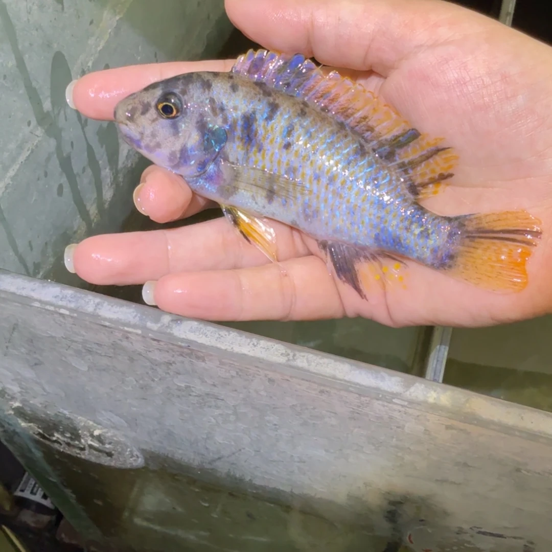 哦***毛慈鲷鱼84号mbj 小丑花母