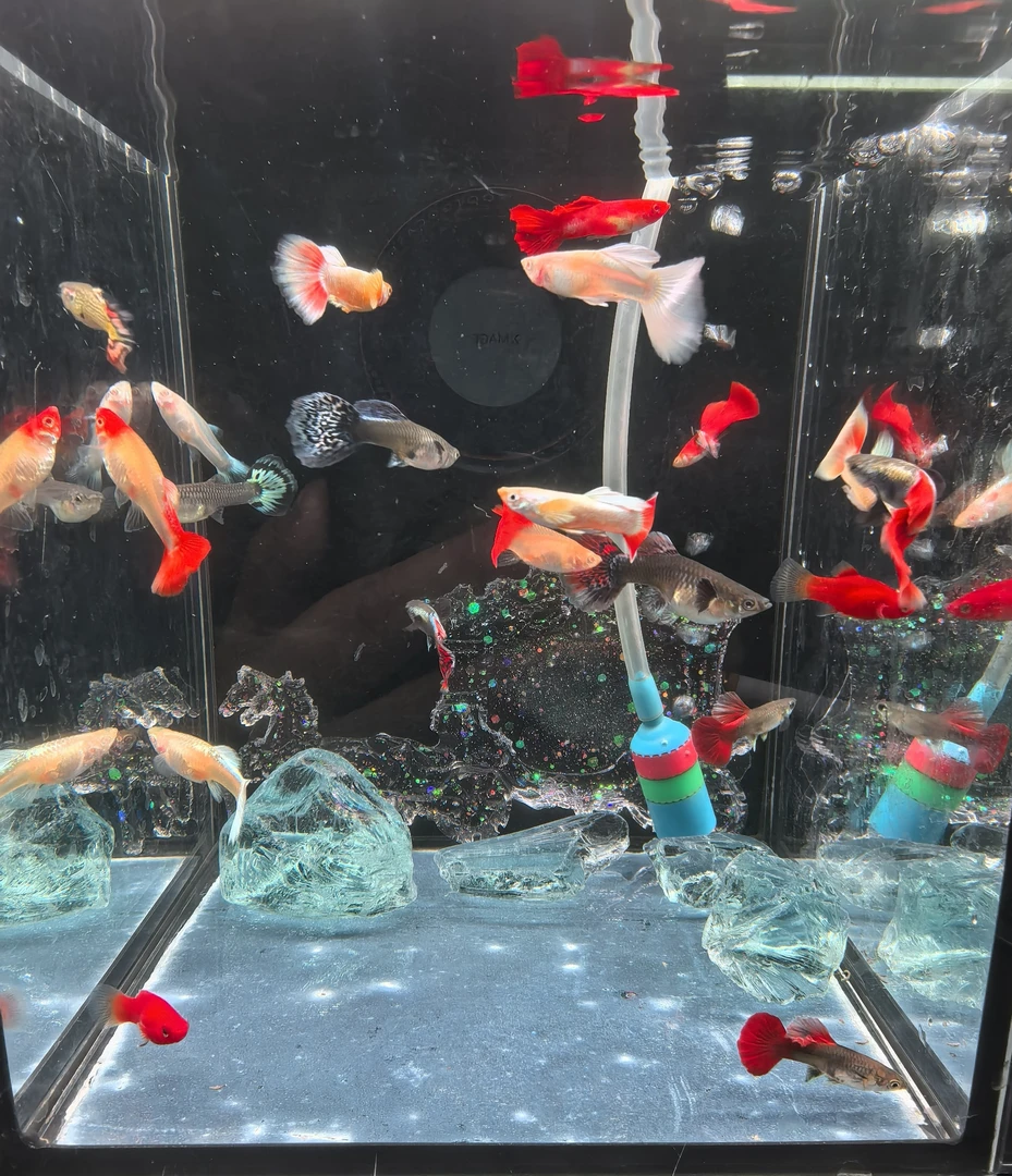 【刚刚好源头渔场】全家福混搭，观赏性好，成鱼易繁殖，淡水鱼孔雀鱼