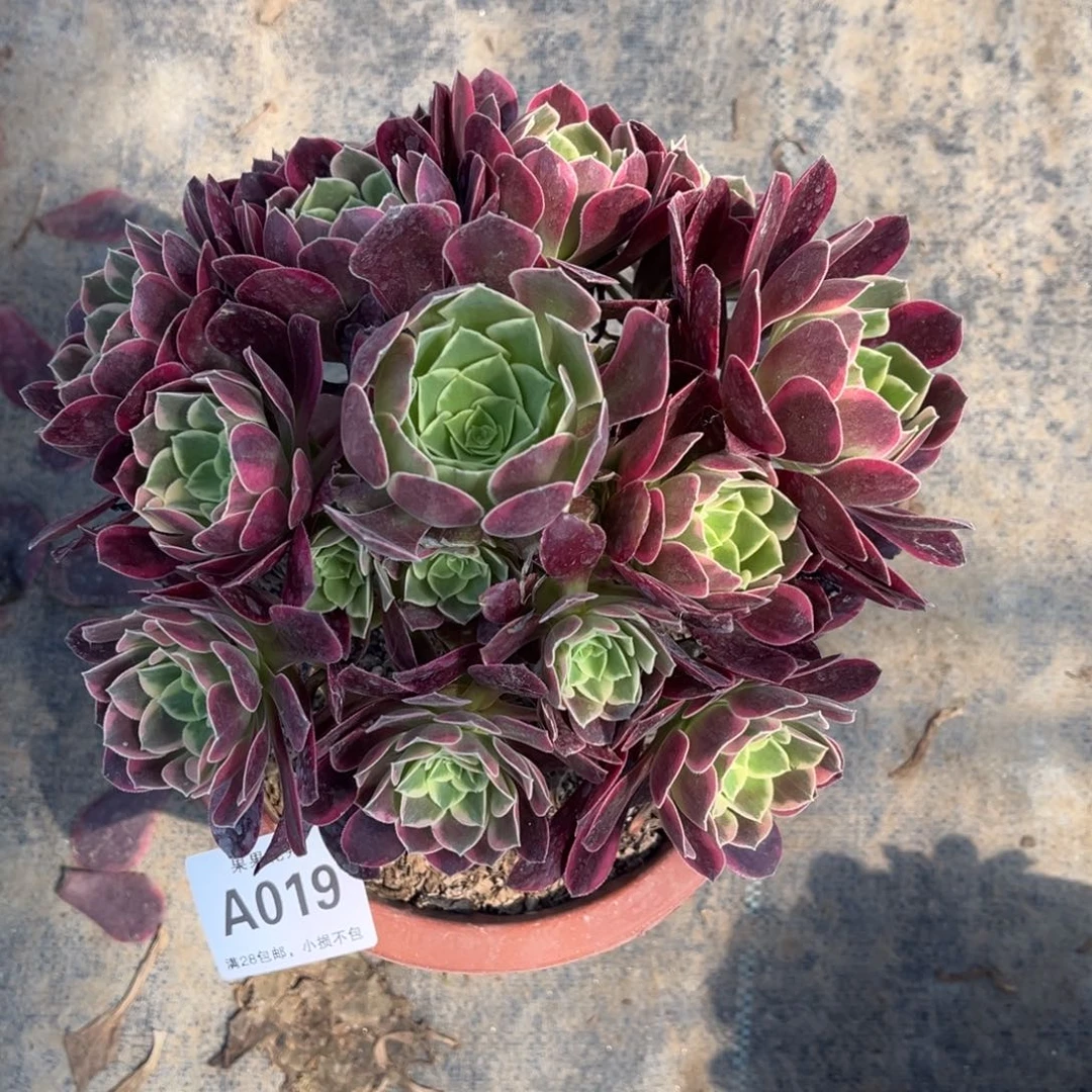 【闪购商品】金丝玫瑰019多肉