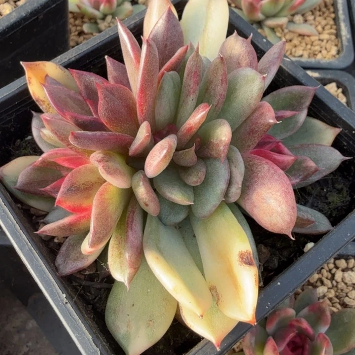 雨一火焰山锦底座群