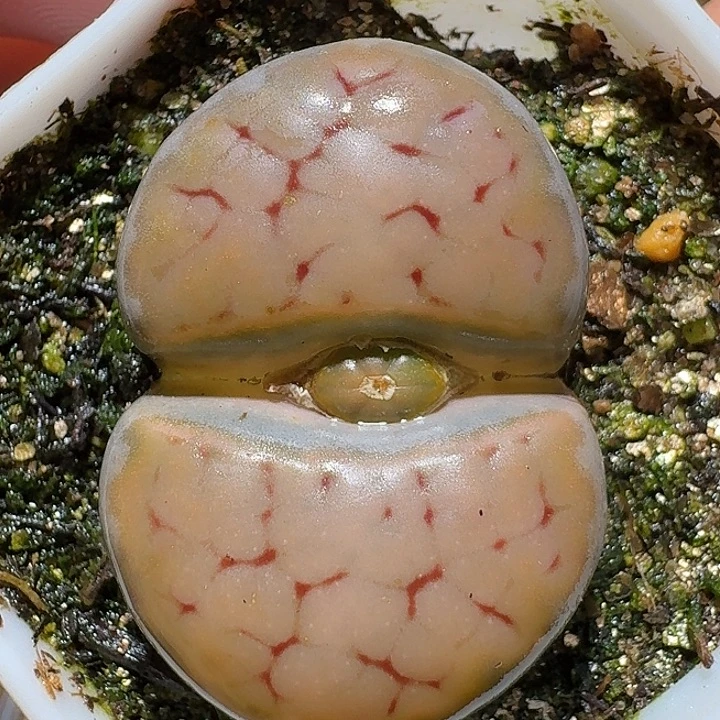 生石花11111211。   3.0左右。   275