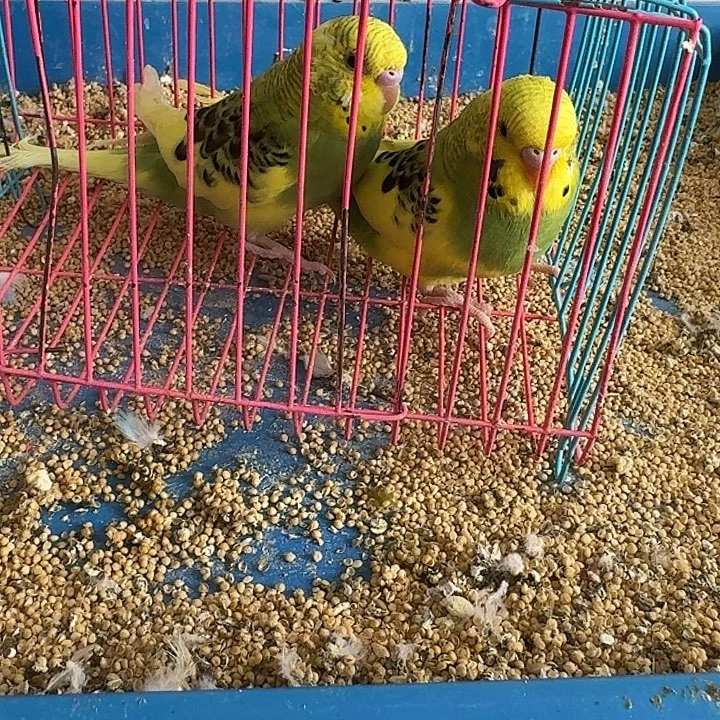 虎皮鹦鹉大头鹦鹉