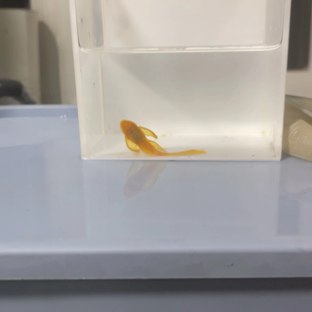 孔雀鱼大帆一条开箱视频报损