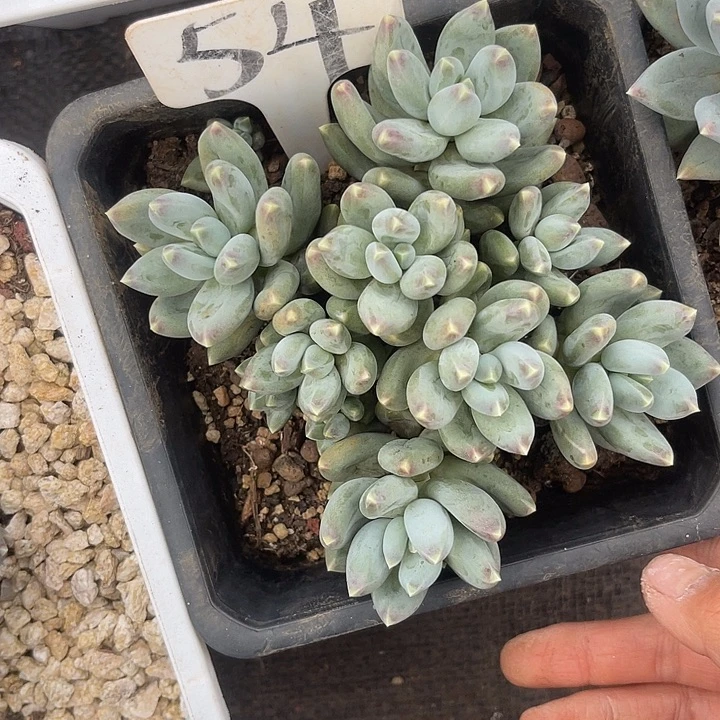 小***师晨语多肉，一物一拍54