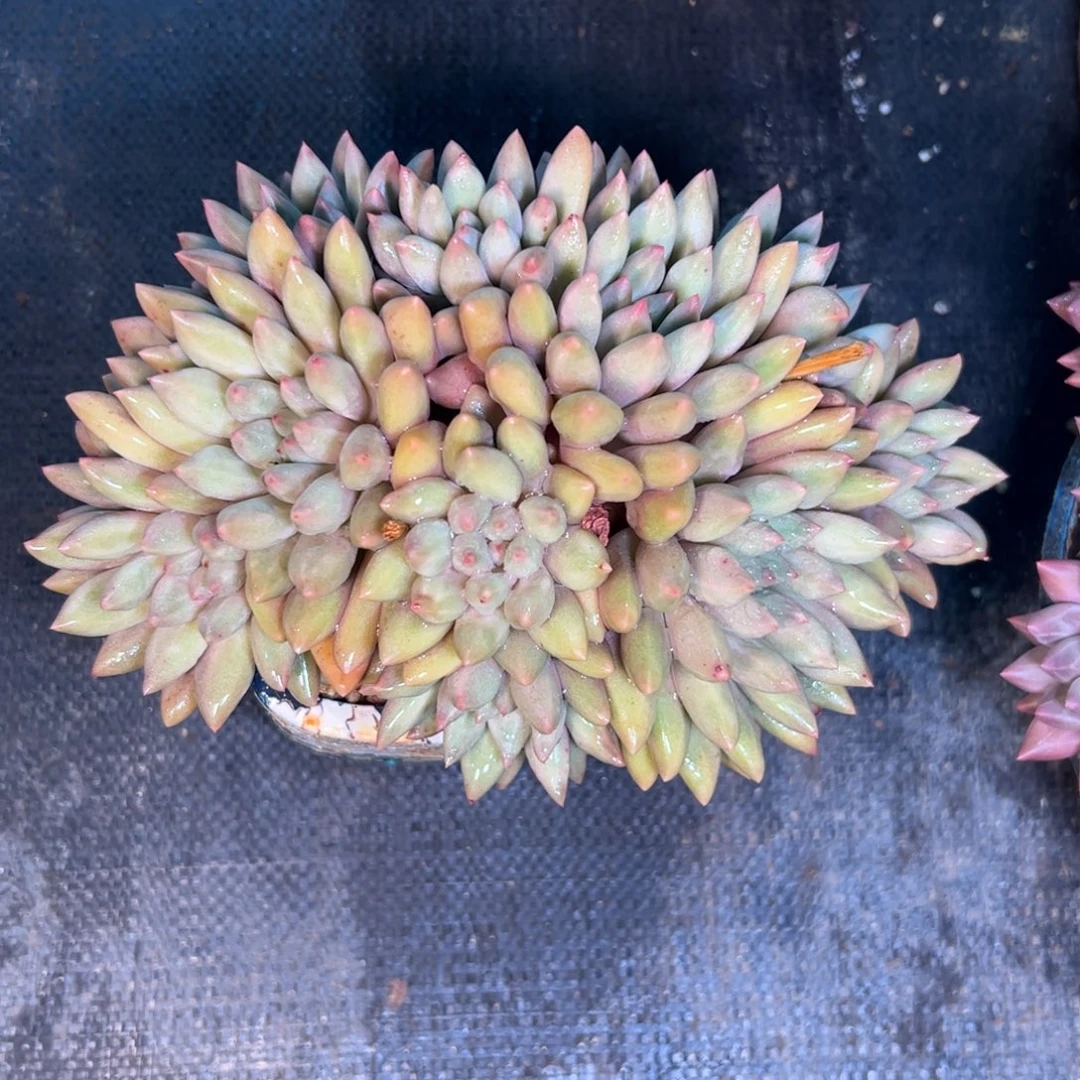 黄体红蜻蜓多肉植物