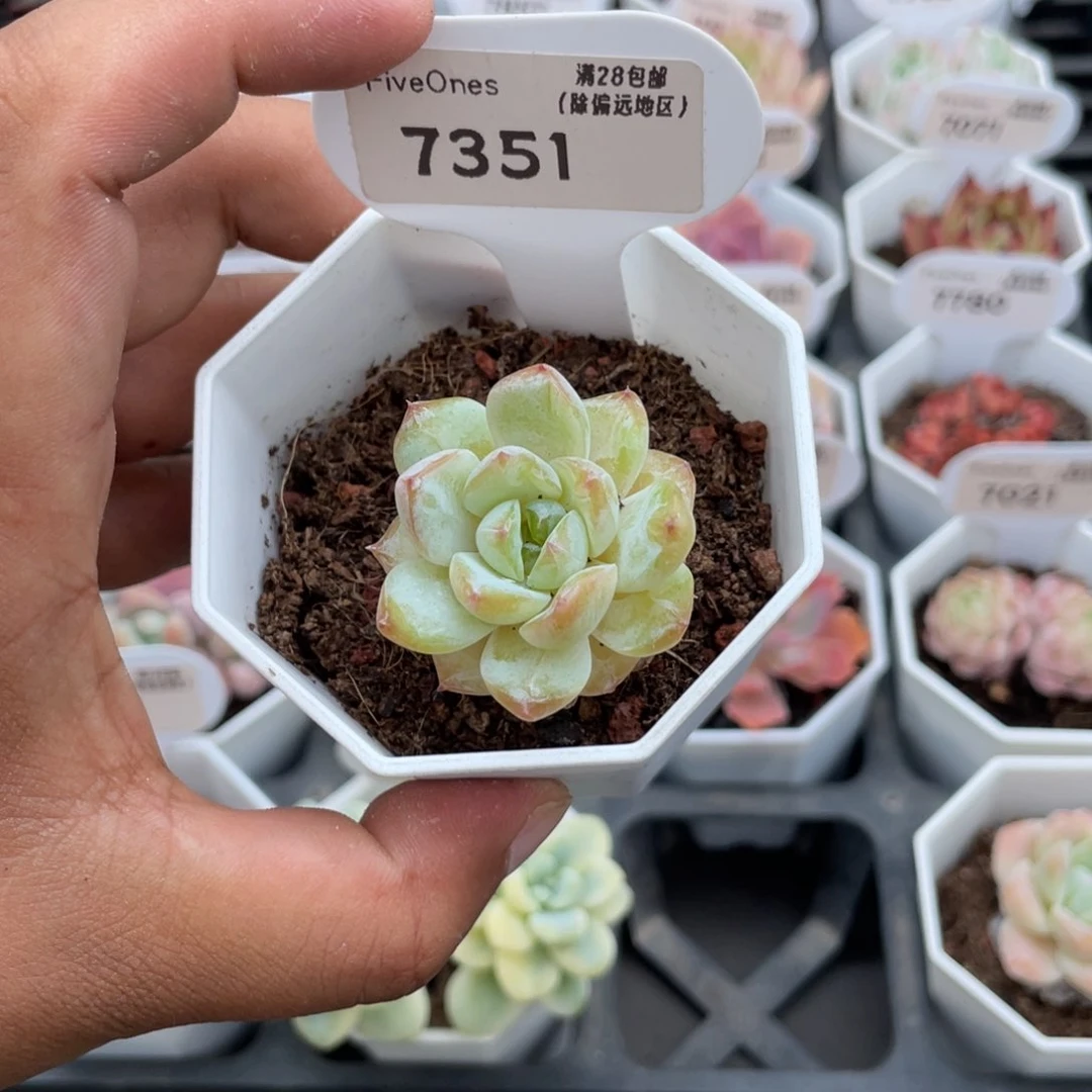 7351冰葡萄4.5厘米