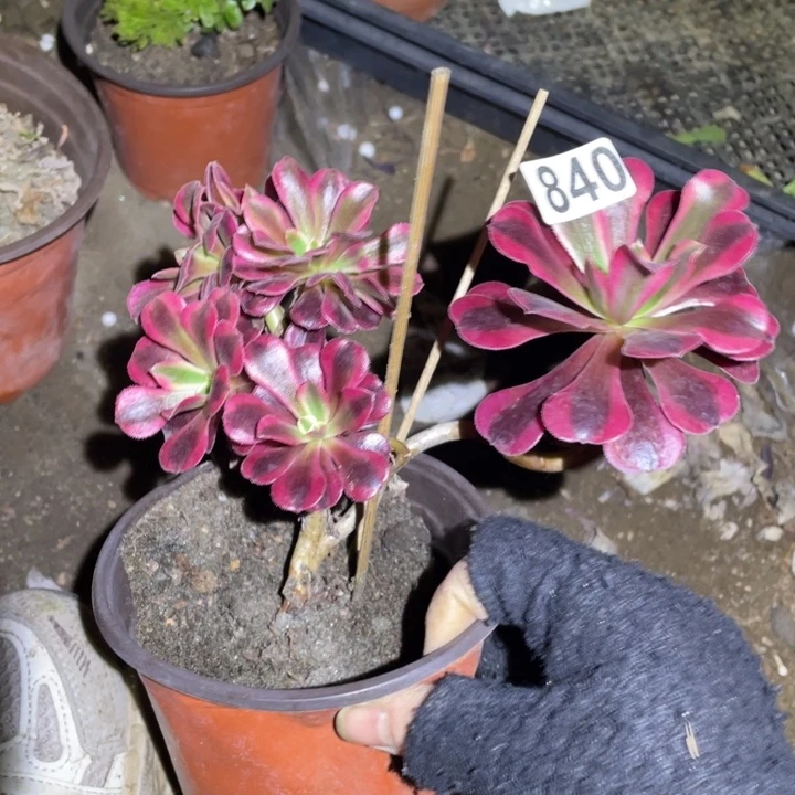 美杜莎朵朵缀840号