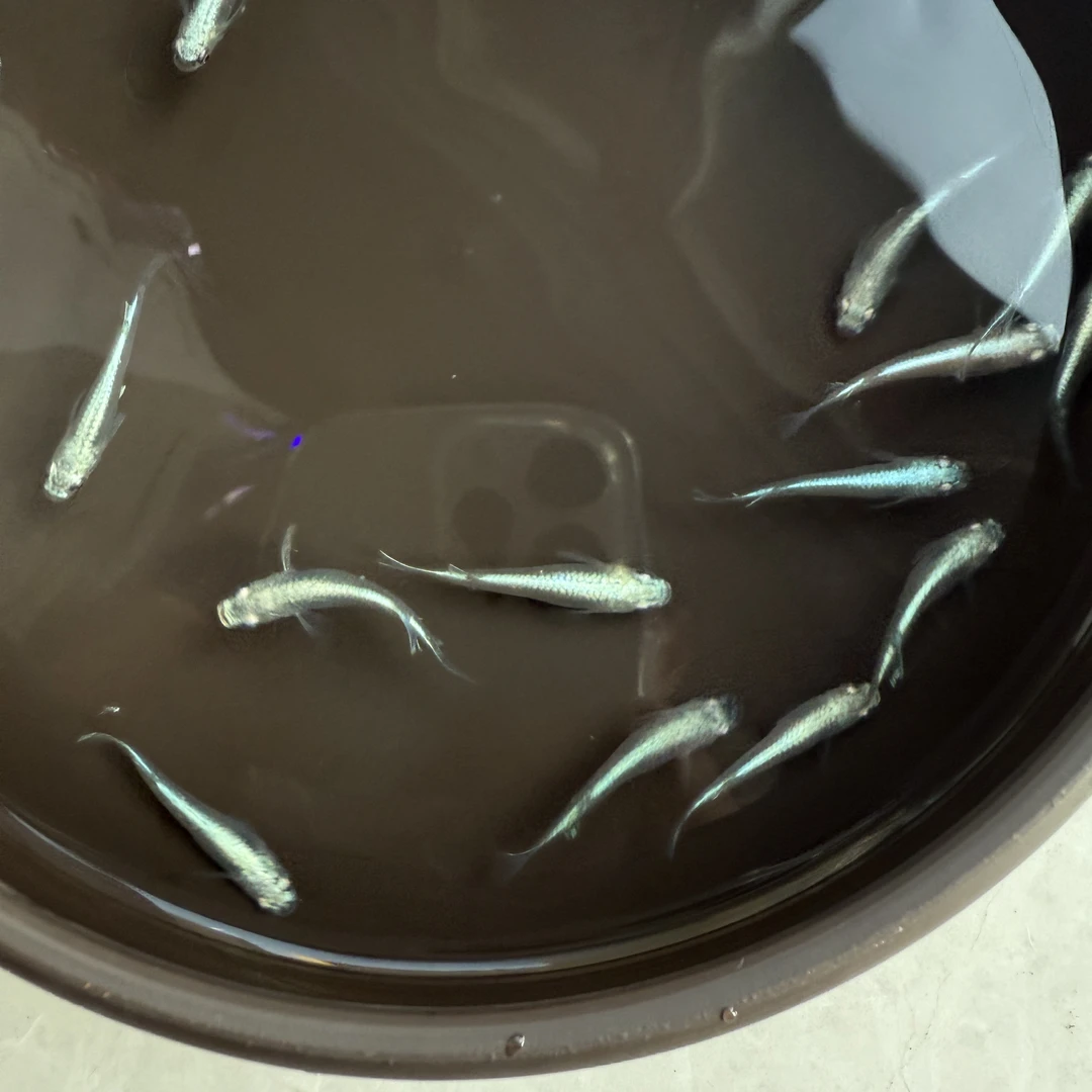 观背青鳉鱼 干支   皮实好养 10条/单