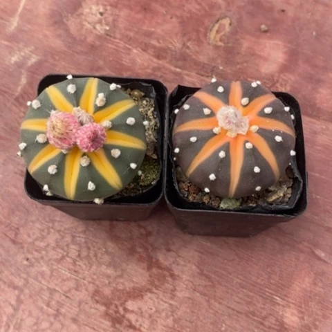 记****字西瓜兜组合2颗仙人球