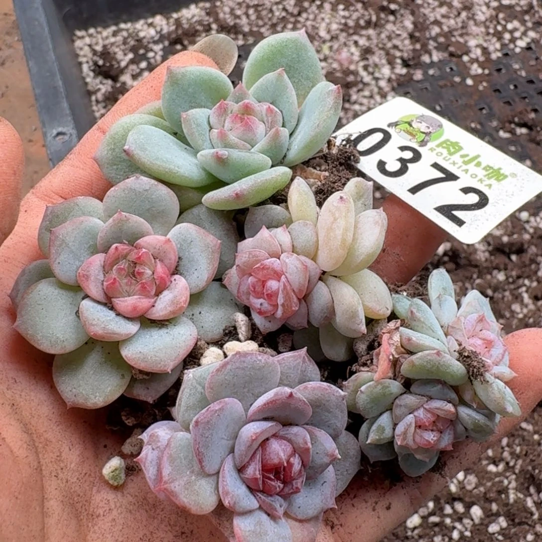 多肉植物多肉植物