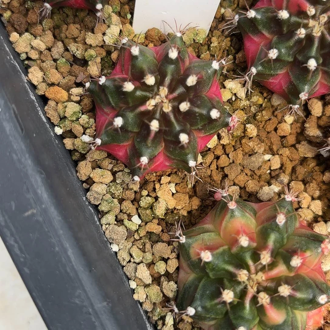 128-0610泰国发货多肉