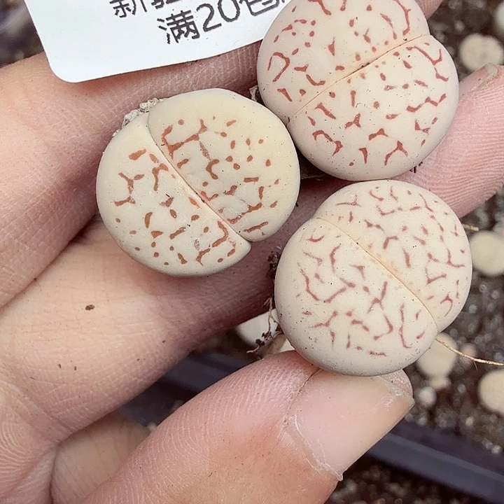 是一个不知道该从494好