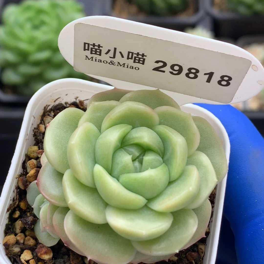 多肉植物杂交珍妮