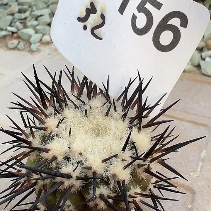 156。  黑王。 一代侧。