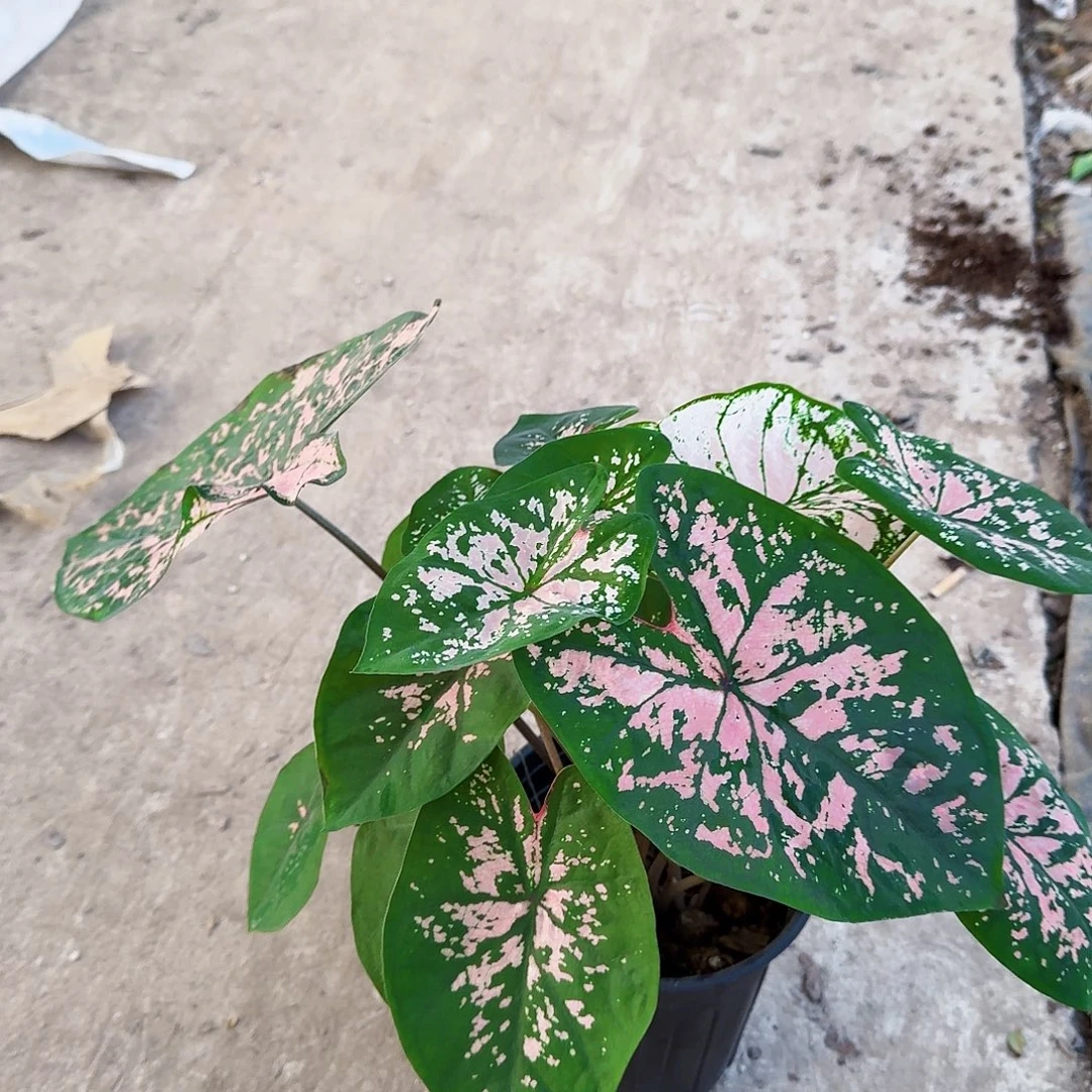 完全开放粉色飞溅一棵