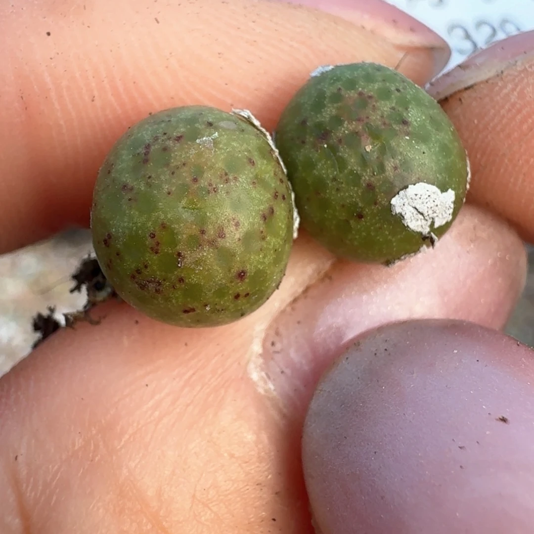 329花猫斑马000000