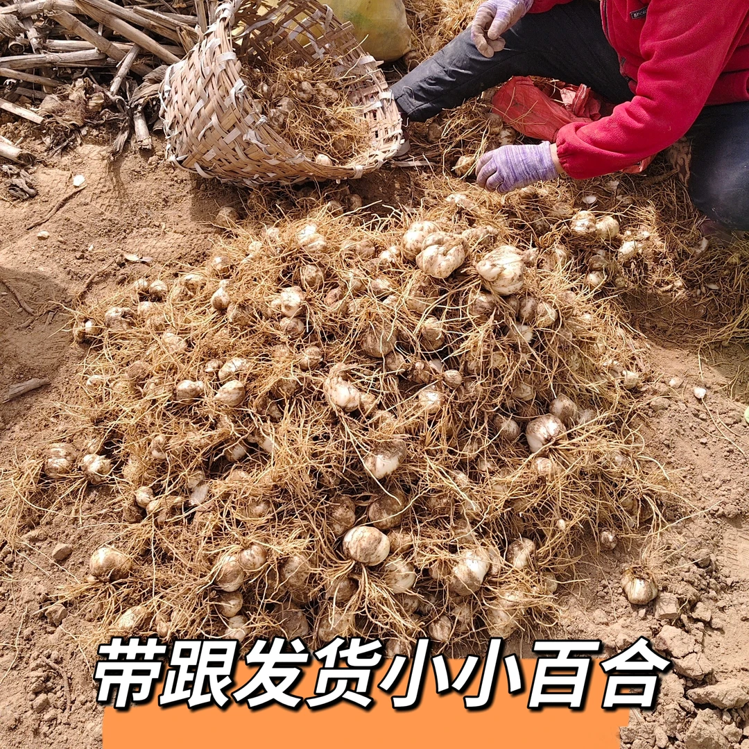 兰州百合鲜百合小百合大拇指头大带土带跟