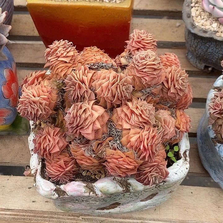 多肉植物植物肉肉