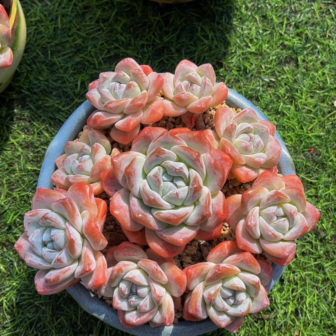 冰玉老桩一物1️⃣拍