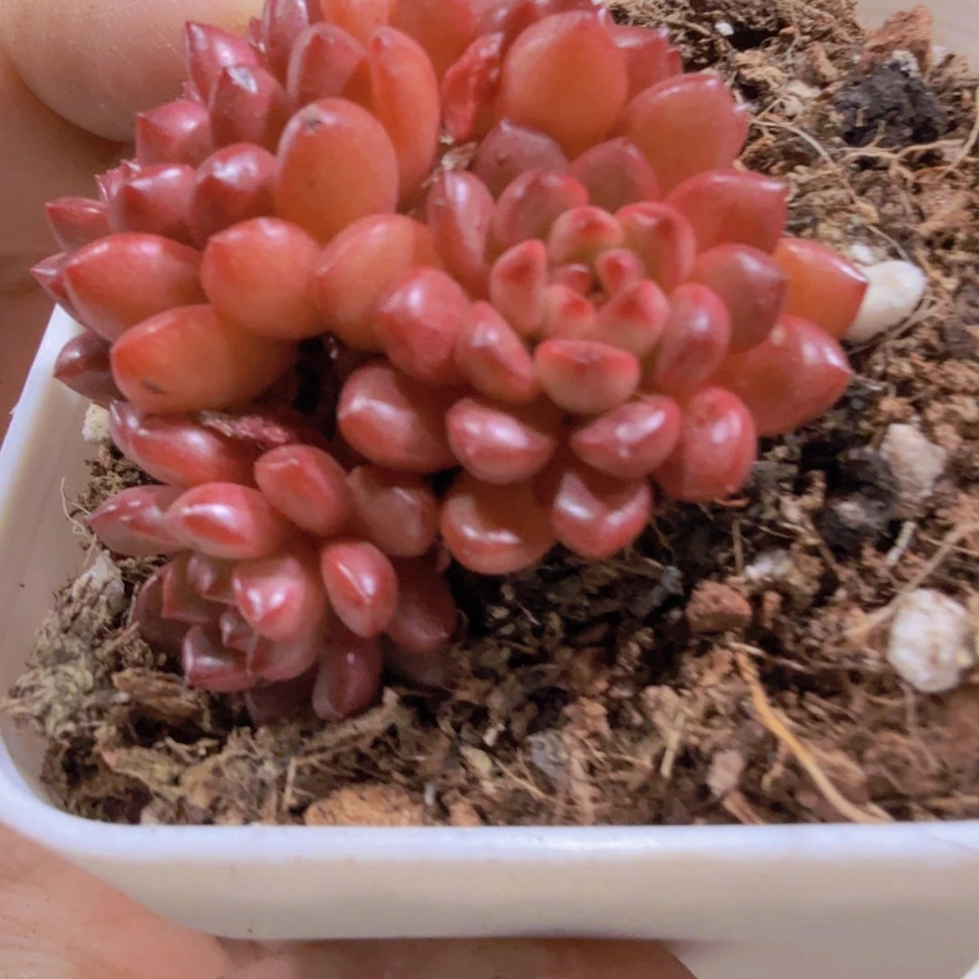 鸡血红宝石福利一颗