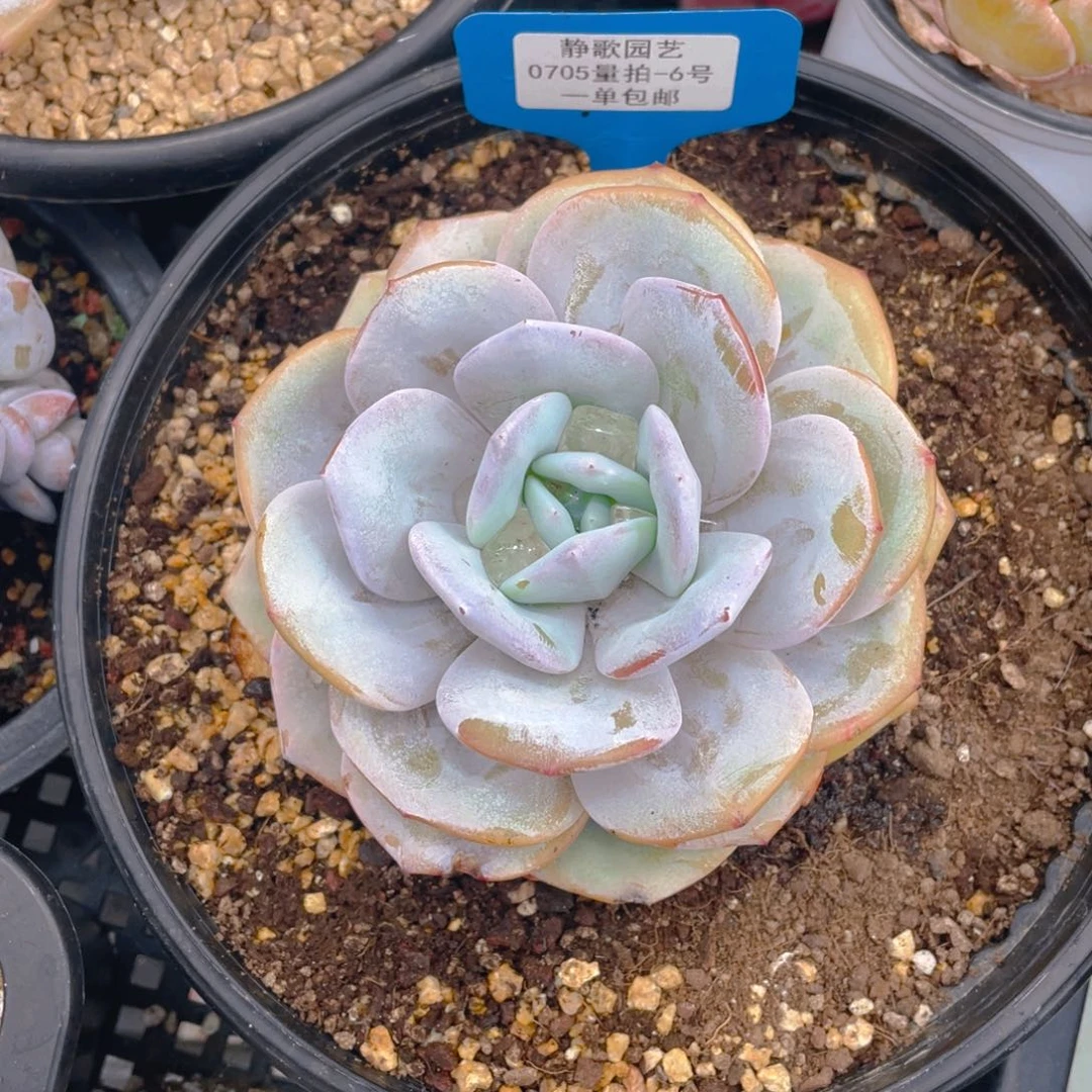 0705-6-韩版奶茶大单头一颗