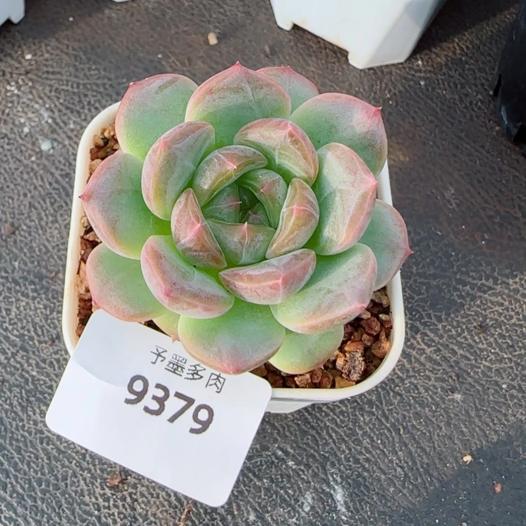 甜心F ，9379多肉植物