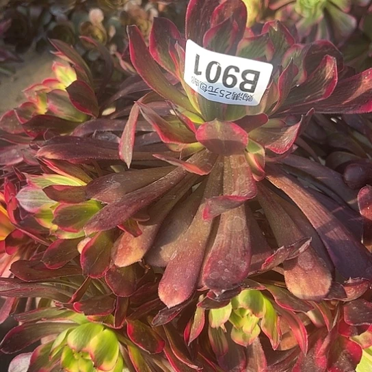 陶*店多肉植物1个