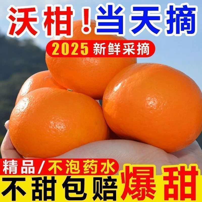 【买3斤送2斤】到手5斤云南头茬高山沃柑现采新鲜水果甜蜜多汁