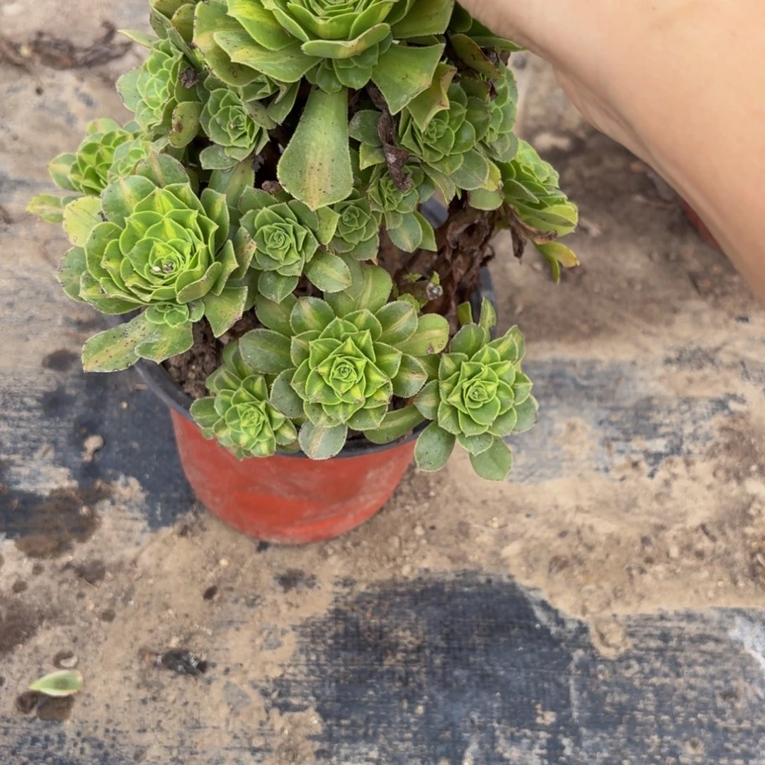 784多肉植物捧花的时候