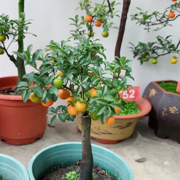 无花朵坏*金弹子盆景树