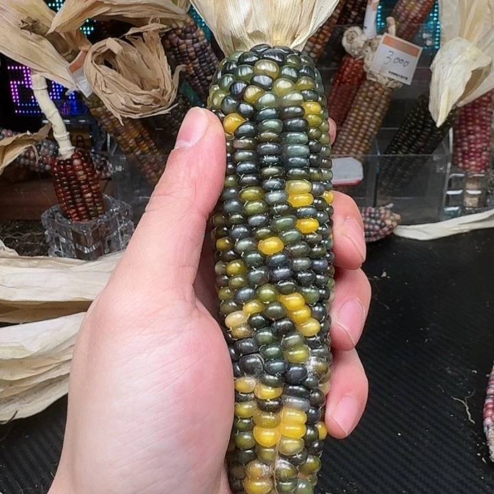 柏香籽/百香籽吊坠星***儿