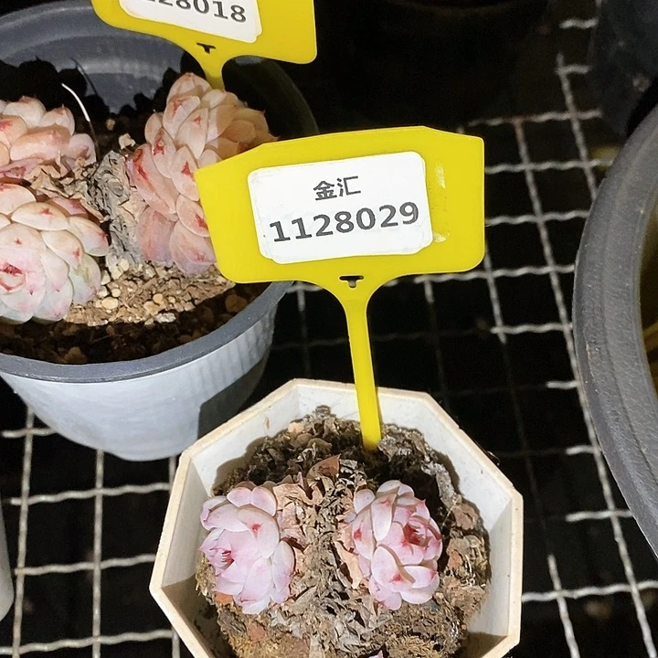 福利多多。1128029