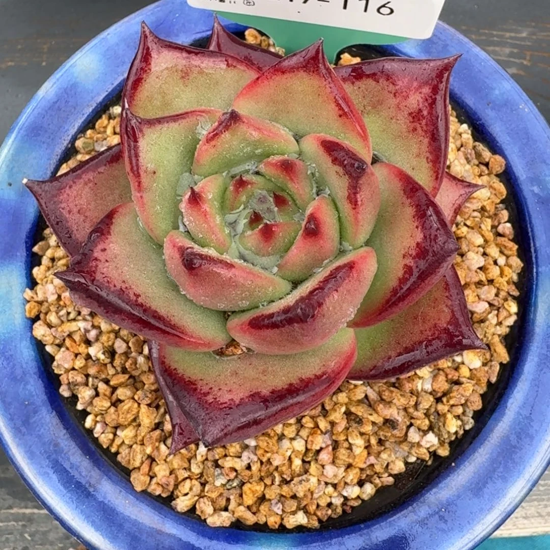 从前慢多肉精选编号1217.116