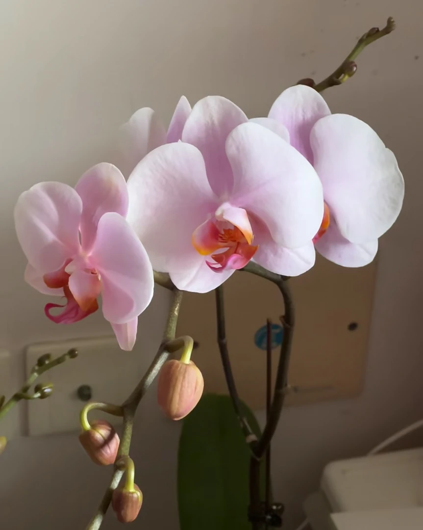 【秋风】和鸣 无花无梗苗 蝴蝶兰  3.5寸杯