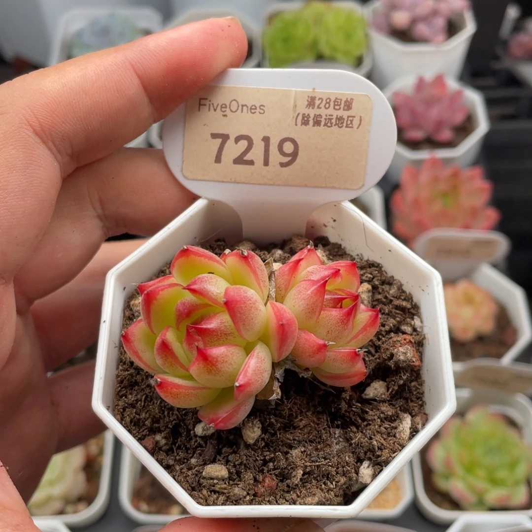 红蛋7219-5.0厘米