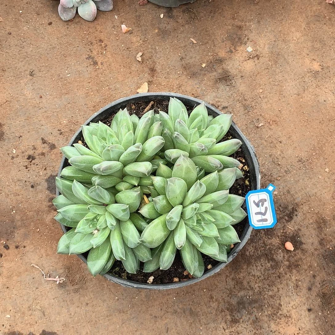 571幻影一物一拍多肉