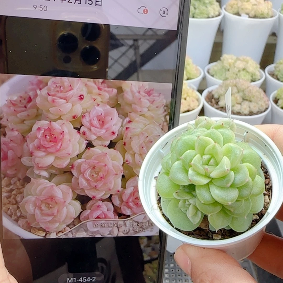 1115-11（m1-454-2）